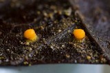 Image of Moelleriella basicystis