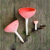 Cookeina speciosa image