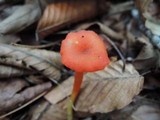 Hygrocybe miniata image
