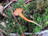 Hygrocybe miniata image