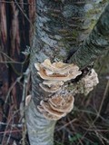 Trametes hirsuta image