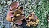 Encoelia heteromera image