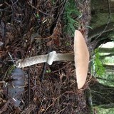 Stropharia hornemannii image