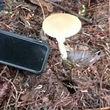 Stropharia hornemannii image