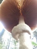 Stropharia hornemannii image