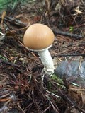 Stropharia hornemannii image