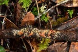 Phanerochaete sanguinea image