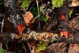 Phanerochaete sanguinea image