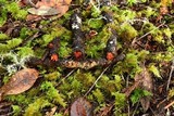 Phanerochaete sanguinea image