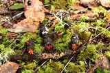 Phanerochaete sanguinea image