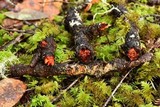 Phanerochaete sanguinea image