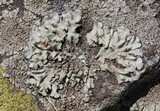 Xanthoparmelia mexicana image