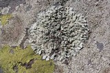 Xanthoparmelia mexicana image
