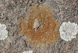 Caloplaca luteominia image