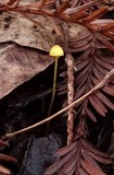 Mycena oregonensis image
