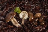 Gliophorus irrigatus image