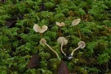 Pseudolaccaria pachyphylla image