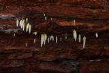 Mucronella bresadolae image