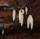 Mucronella bresadolae image