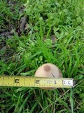 Psathyrella longipes image