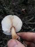 Rhodocollybia butyracea image