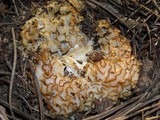 Sparassis crispa image