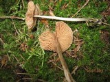 Entoloma sericeum image