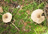 Entoloma sericeum image