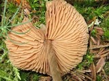 Entoloma sericeum image
