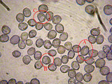Amanita abrupta image