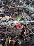 Russula cremoricolor image