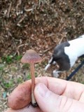 Psathyrella bipellis image