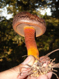 Chroogomphus ochraceus image