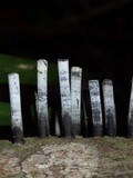 Camillea leprieurii image
