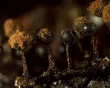 Trichia botrytis var. botrytis image