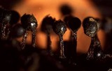 Trichia botrytis var. botrytis image