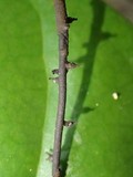 Thamnomyces chordalis image