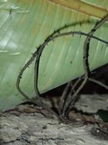 Thamnomyces chordalis image