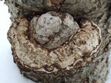 Fomes excavatus image