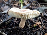 Lepiota subincarnata image