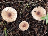 Lepiota subincarnata image