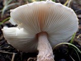 Lepiota subincarnata image