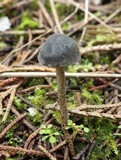 Panaeolus guttulatus image