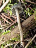Panaeolus guttulatus image