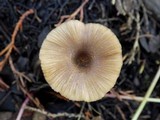 Entoloma exile image
