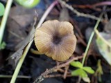 Entoloma exile image