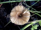 Entoloma exile image