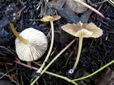 Entoloma exile image