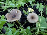 Entoloma exile image