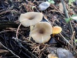 Entoloma exile image